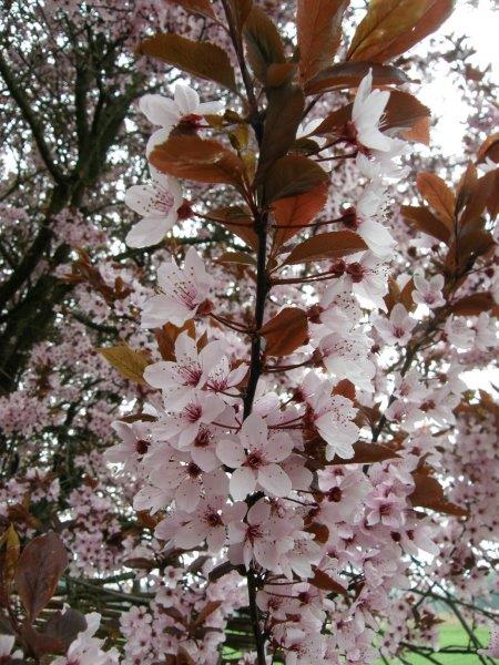 Blutpflaumenblüte